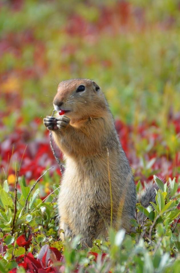 Arctic ground squirrels go to bed early Geophysical Institute